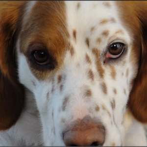 Meet your Posher, Robin